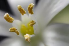 Milchblume - Makro Stacking