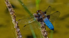 Blaue dominiert bei dieser Libelle